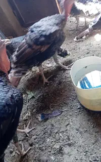 بوقلمون نر