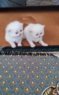 با سلام یک جفت گربه