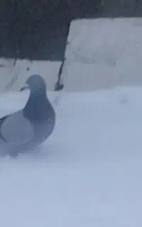 کبوتر