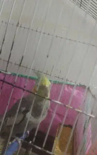 سلام عروس هلندی سوخنگو معاوضه با جوجه مرغ