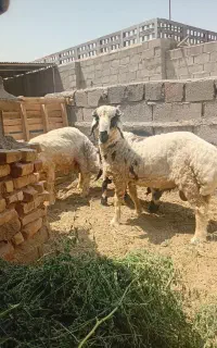بره