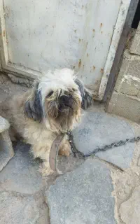 سگ پاکوتاه