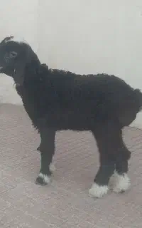 بره علفخور بره شیری میش وبره