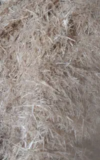 فروش کاه گندم ۳۰تن