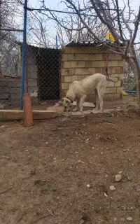 سگ نژاد کانگال