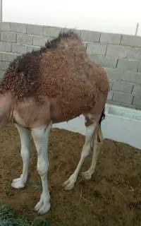 بچه شتر نر