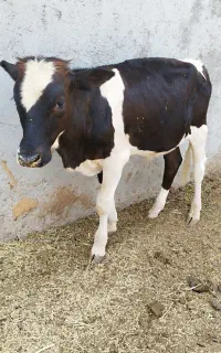 گوساله نر جنس خوب