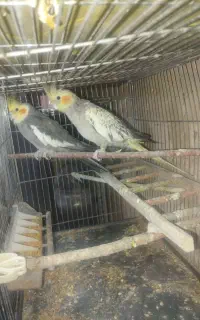 عروس هلندی مولد تخم گزار