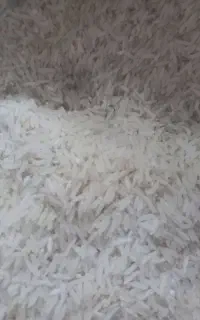 برنج فجر