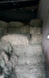 پرس یونجه شاهی