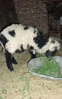 بره نر