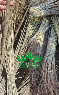 فروش نهال سپیدار