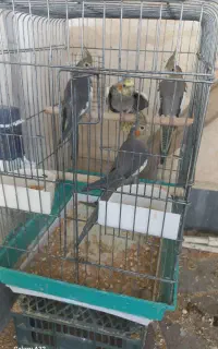 عروس هلندی