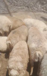 ۴۷گوسفند ماده گوشتی پیر