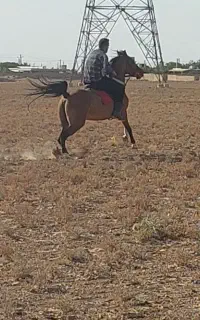 اسب