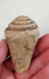 یه سنگ فسیل خیلی خیلی قدیمی وباارزش