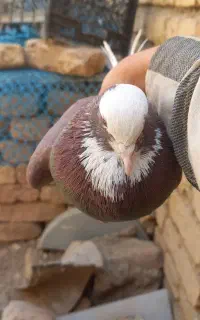 کبوتر