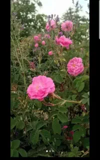 گل فروشی قشگ   توضیحات بخونید
