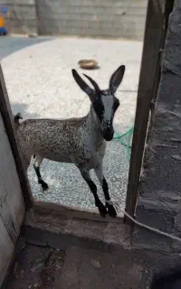 کهرصلاله ماشاالله خوشگل سالم سرحال آبستن دوماهه