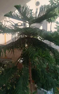 کاج مطبق