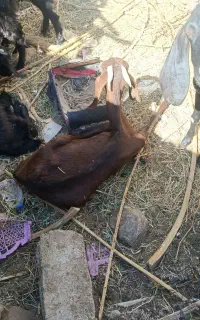 فروشی