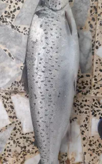 فروش انواع ماهی دریایی ...