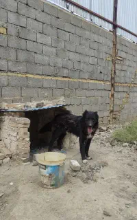 سگ قدر جونی نر