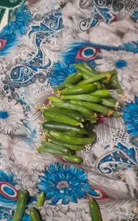 خیار بوته ای قلمی