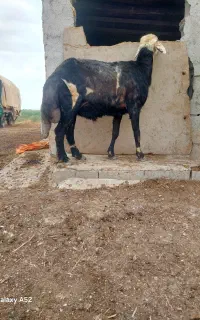 قوچ بروجردی درجه یک