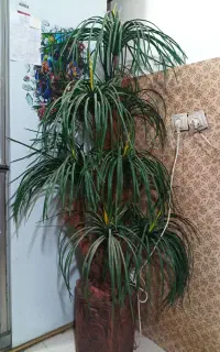 درخت مصنوعی دو عدد