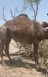 شتر فروشی