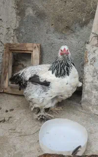 مرغ برهما نژاد دار