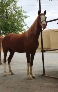 اسب