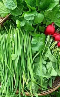 پاک کردن سبزی خوردن