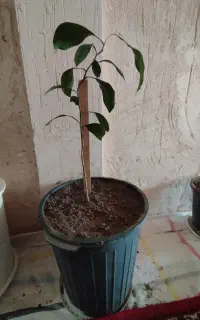 نهال پرتقال