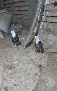 کبوتر رنگی