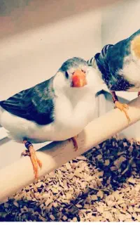 فنچ یکجا جفتی ۳۵۰هزار