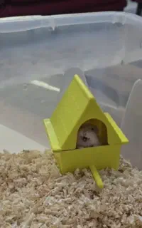 دو عدد همستر بالغ