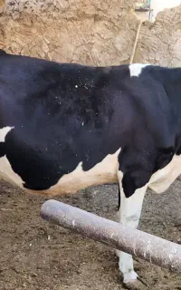 فروش گاو آبستن