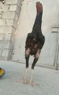 خروس