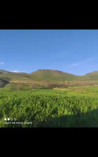 علوفه  جار