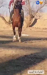 اسب عرب کورد