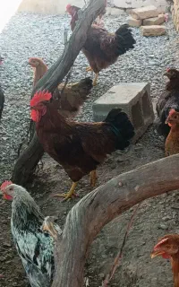 مرغ و خروس
