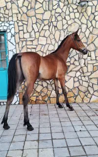 کره اسب نریان عرب