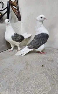 کبوتر۱