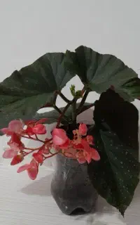 گل عروس