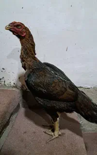 مرغ‌لاری‌افغان