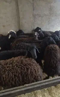 بره قصابی همراه با قصاب تحویل در محل بهترین کیفیت