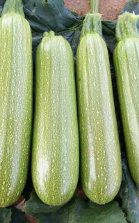 کدو سبز خورشتی خشک و تازه