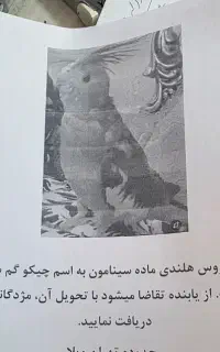 طوطی عروس هلندی گمشده